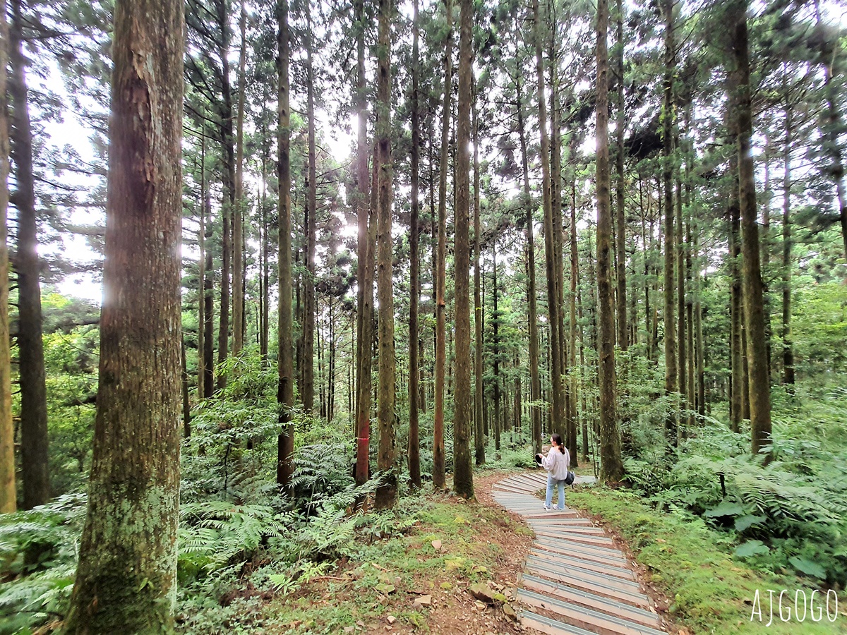 桃園景點：東眼山國家森林遊樂區 柳杉樹海森林步道 難度不高