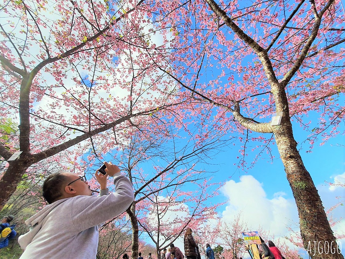 高雄看櫻花 寶山二集團櫻花公園 交通、停車場、接駁車資訊 5千多棵櫻花樹一路看到2月中