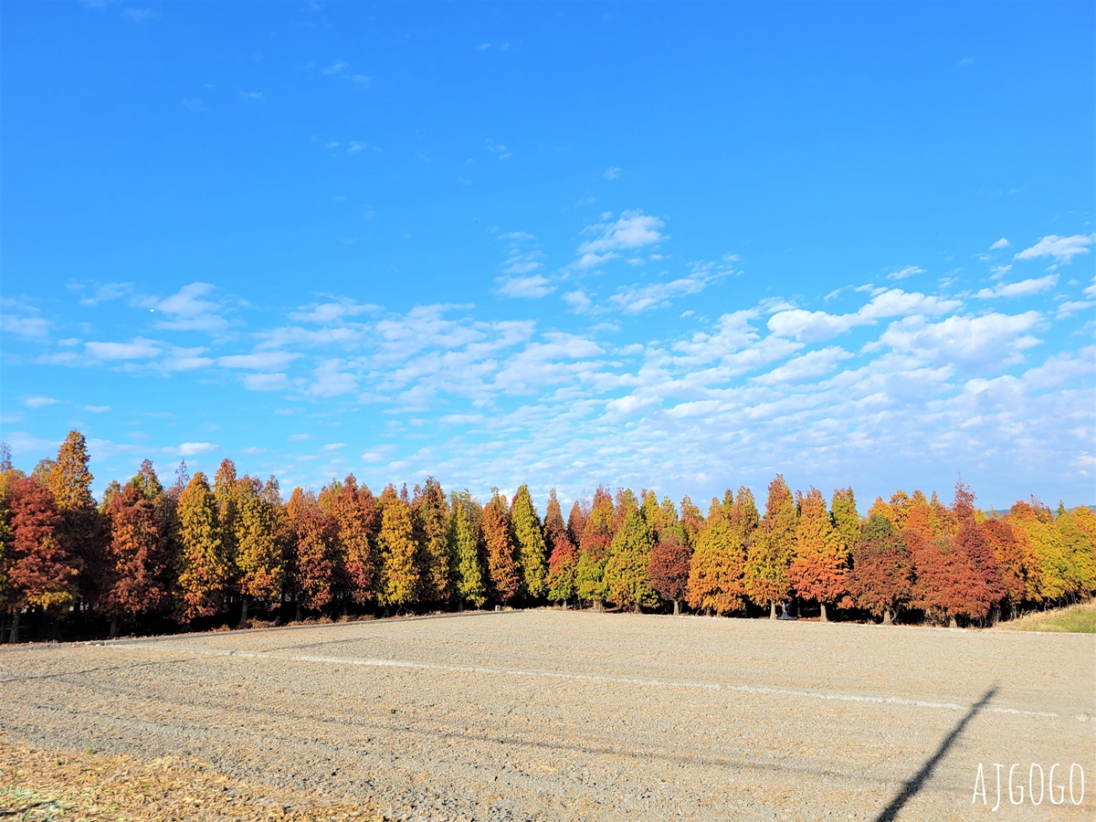 彰化大村落羽松 L型巨大落羽松林 每年1月變色