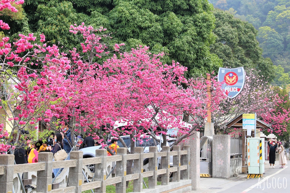 台中泰安派出所櫻花林、泰安鐵道文化園區半日遊 每年2月底盛開