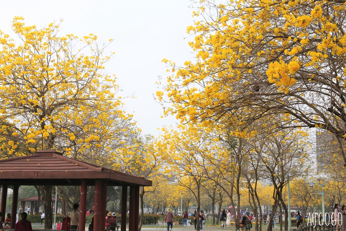 台中廍子公園 黃花風鈴木滿園盛開 最美金黃色公園 每年2月底登場