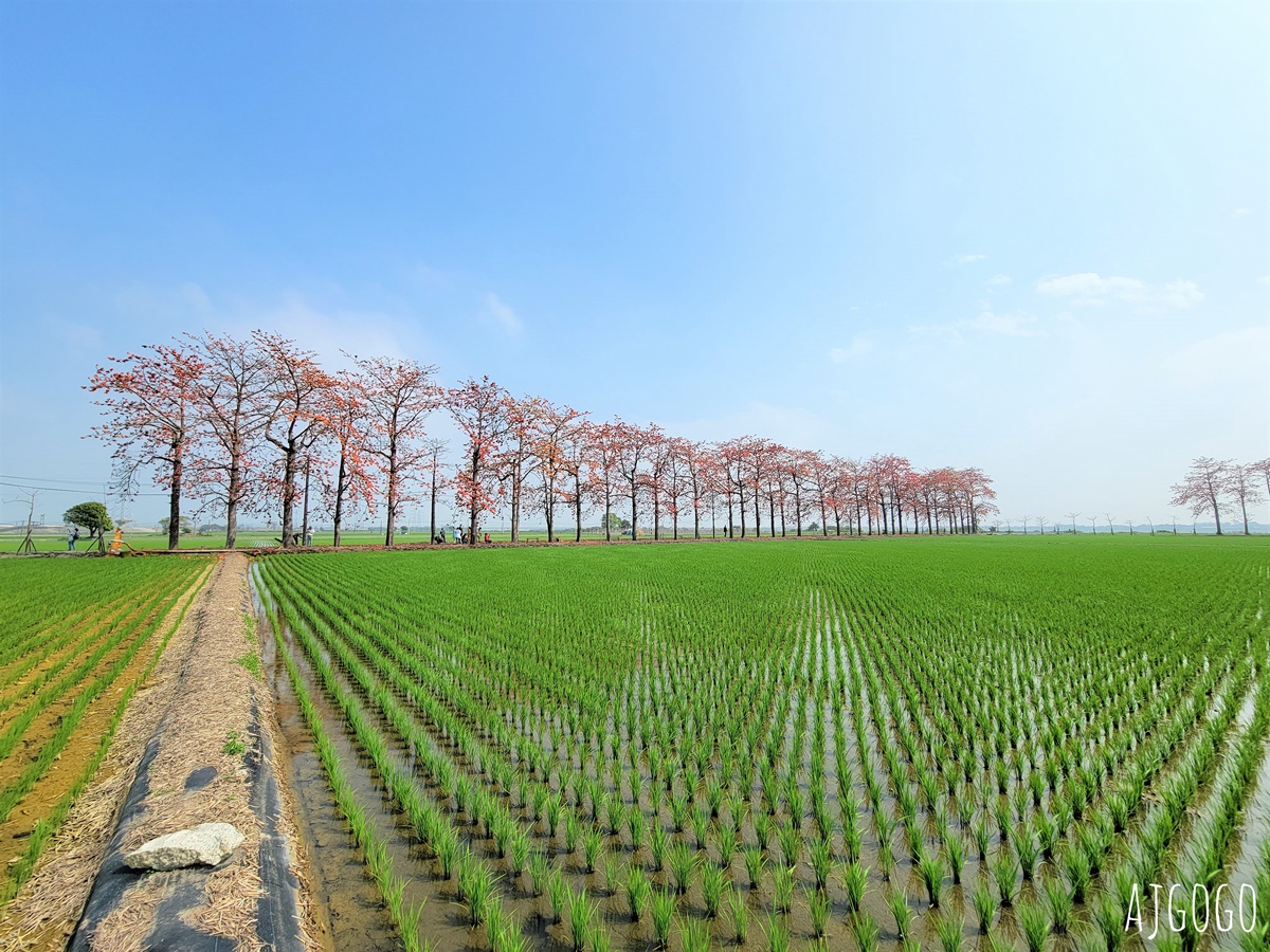 彰化 竹塘木棉花道 在綠色稻田裡抹上一道橘紅 有詩意的木棉道