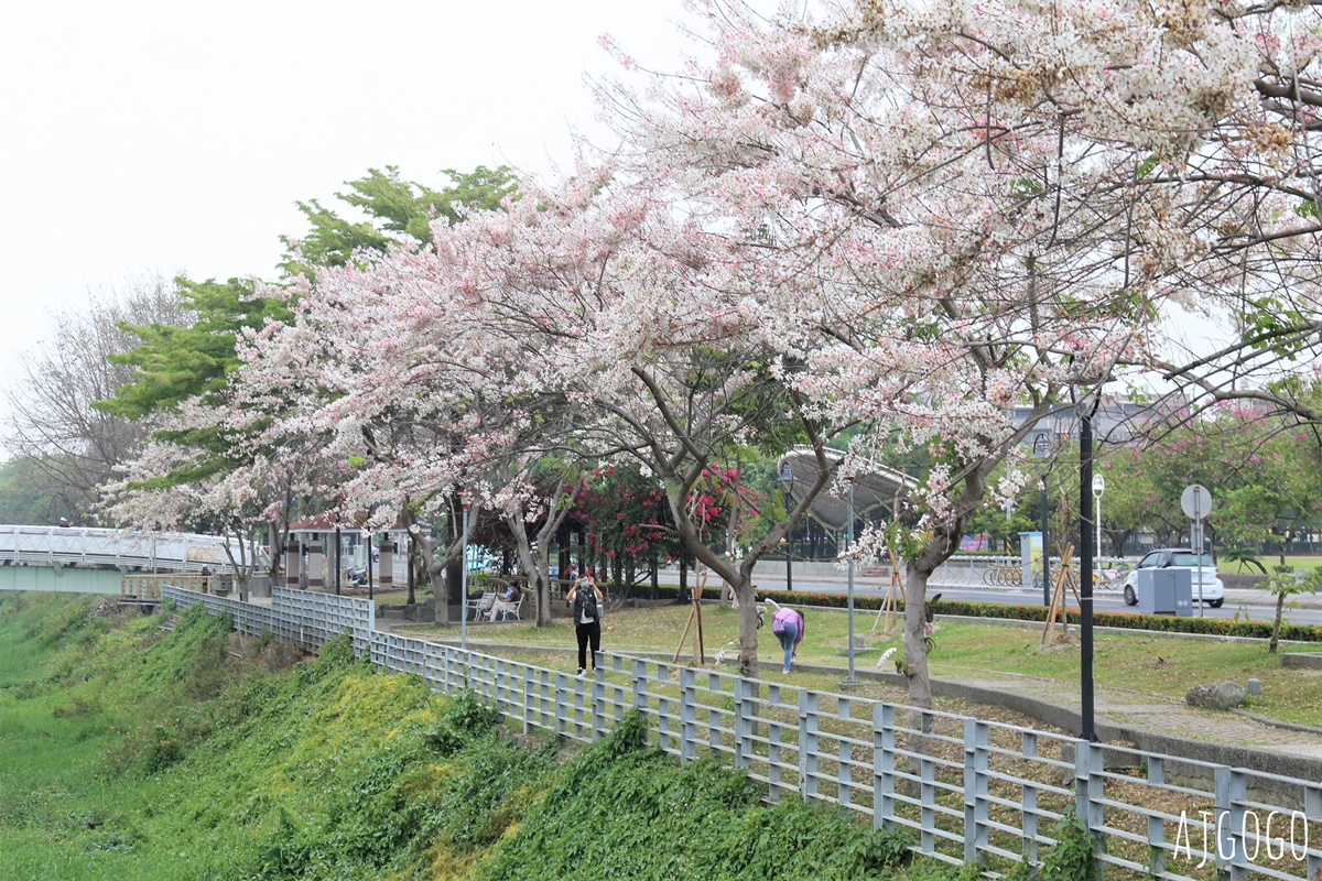 屏東潮州花旗木 潮州河濱公園 河畔旁的粉紅花道