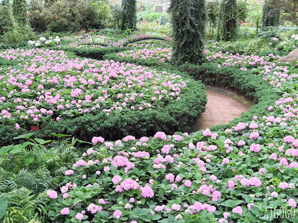 杉林溪森林生態渡假園區：全台灣最大的繡球花園 萬朵繡球花 每年5~8月陸續盛開