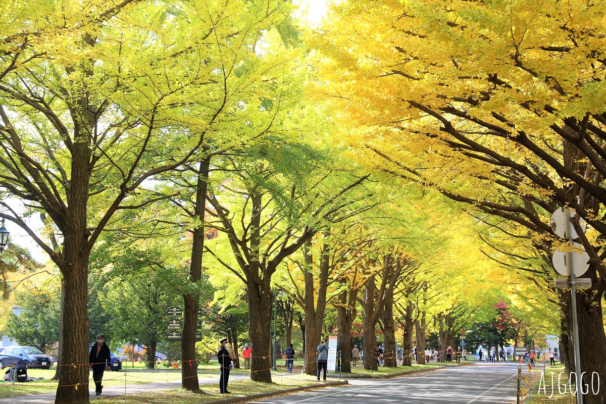 北海道大學 銀杏大道 每年10月底、11月初變身為金黃大道 - AJ的旅行地圖