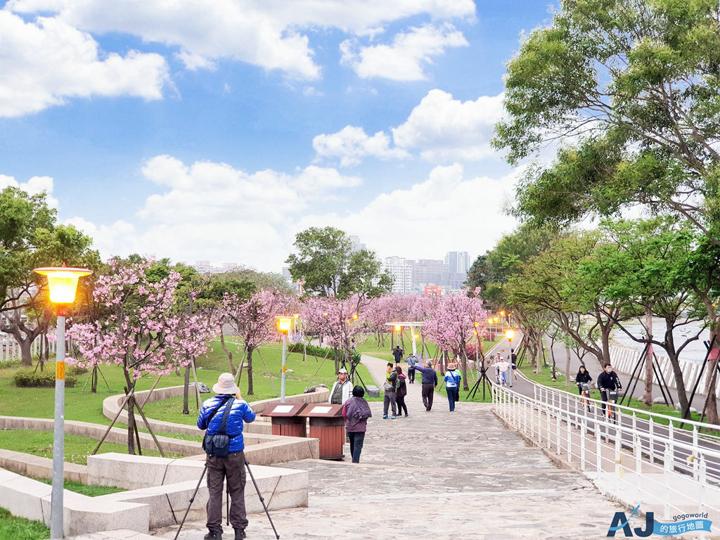 桃園市區看櫻花：檜溪(會稽)河濱公園 上百棵富士櫻 每年2月中~3月綻放