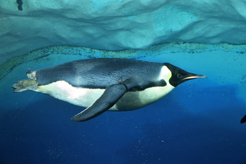 南極企鵝 (3).jpg