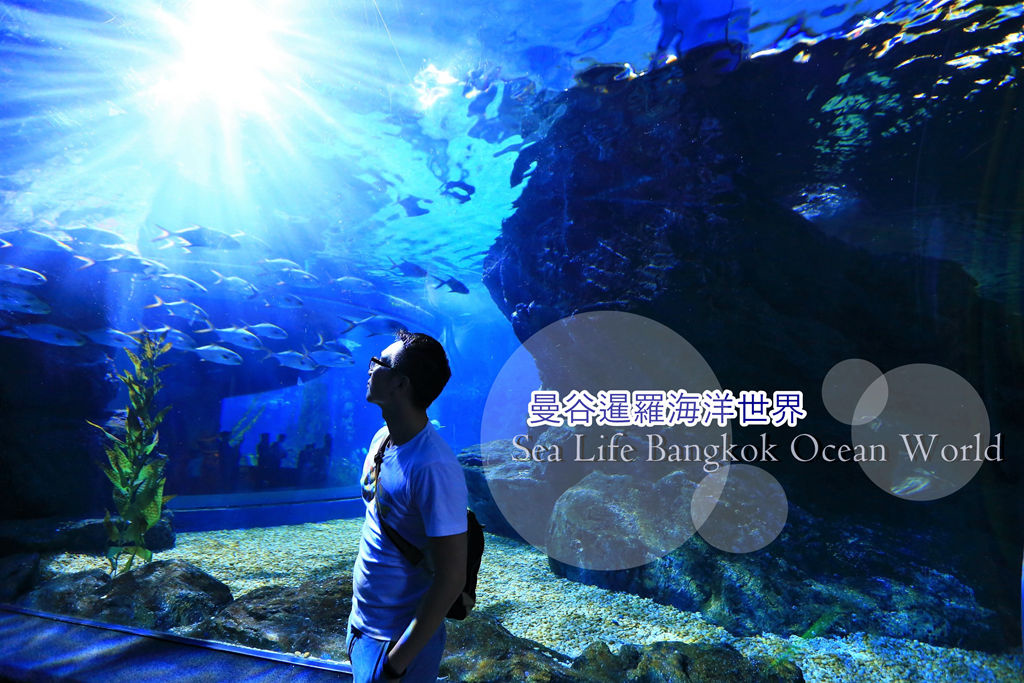 （曼谷水族館）曼谷暹羅海洋世界 Sea Life Bangkok Ocean World 東南亞最大水族館 營業時間/便宜購票方式分享