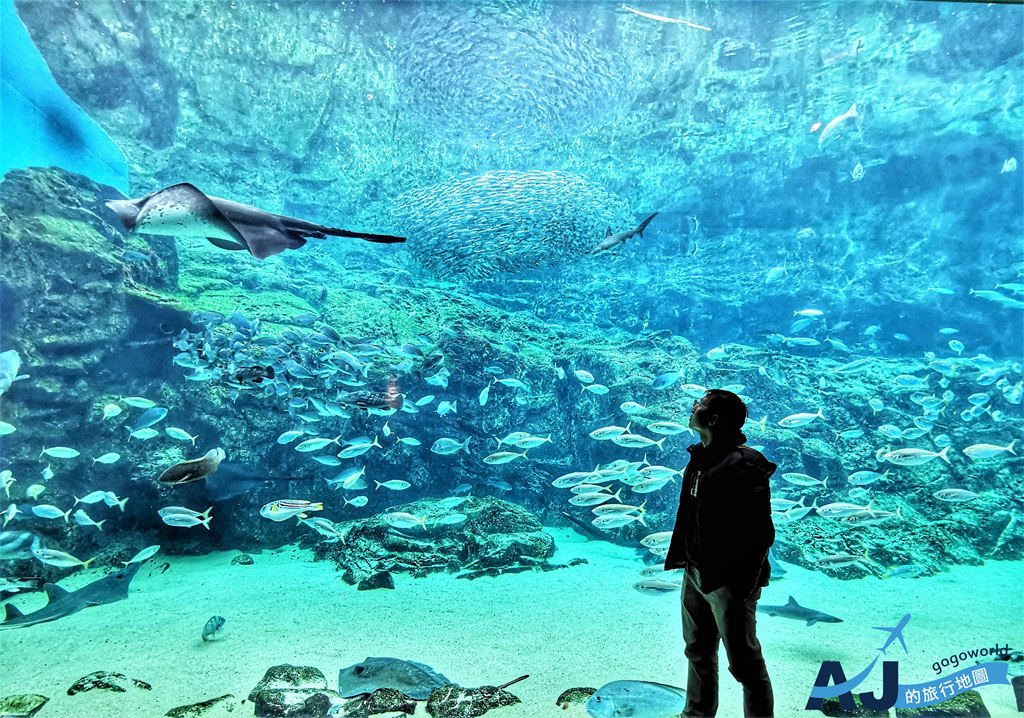 九十九島水族館：日本規模最大的水母交響樂廳、海豚表演 適合親子同遊的水族館 營業時間、門票分享